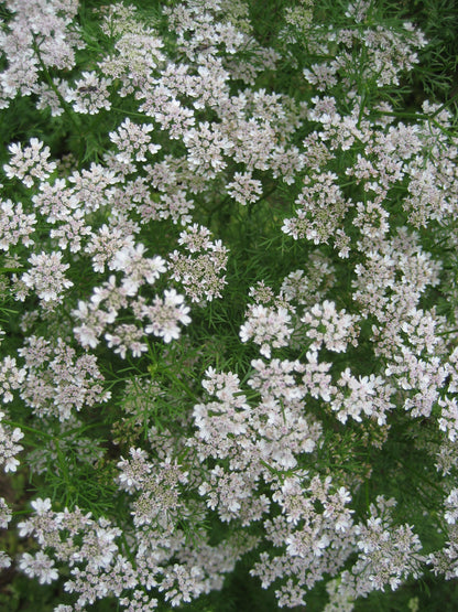 Cilantro in  flower