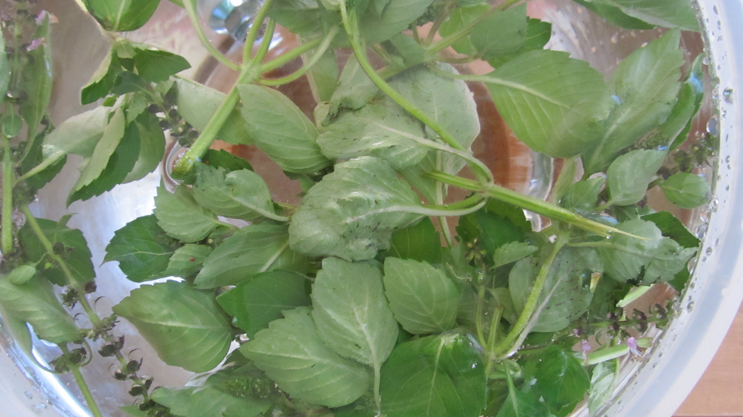 The sweet, delecate floral flavor of Sacred Basil is perfect for an herbal infusion on a hot summer day.