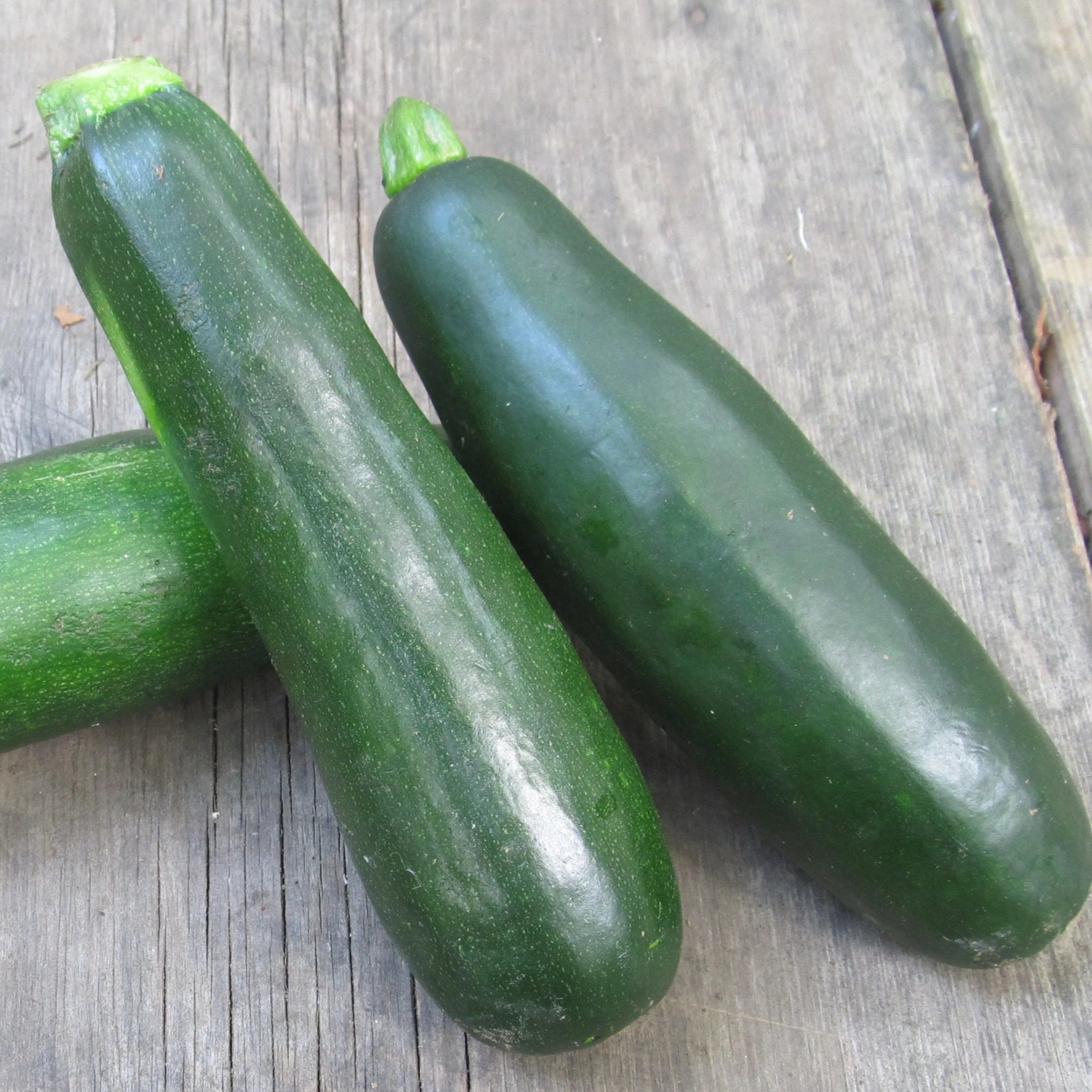 Dark Star Zucchini Seedlings