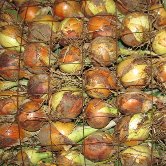 New York Early onions, center, curing. 