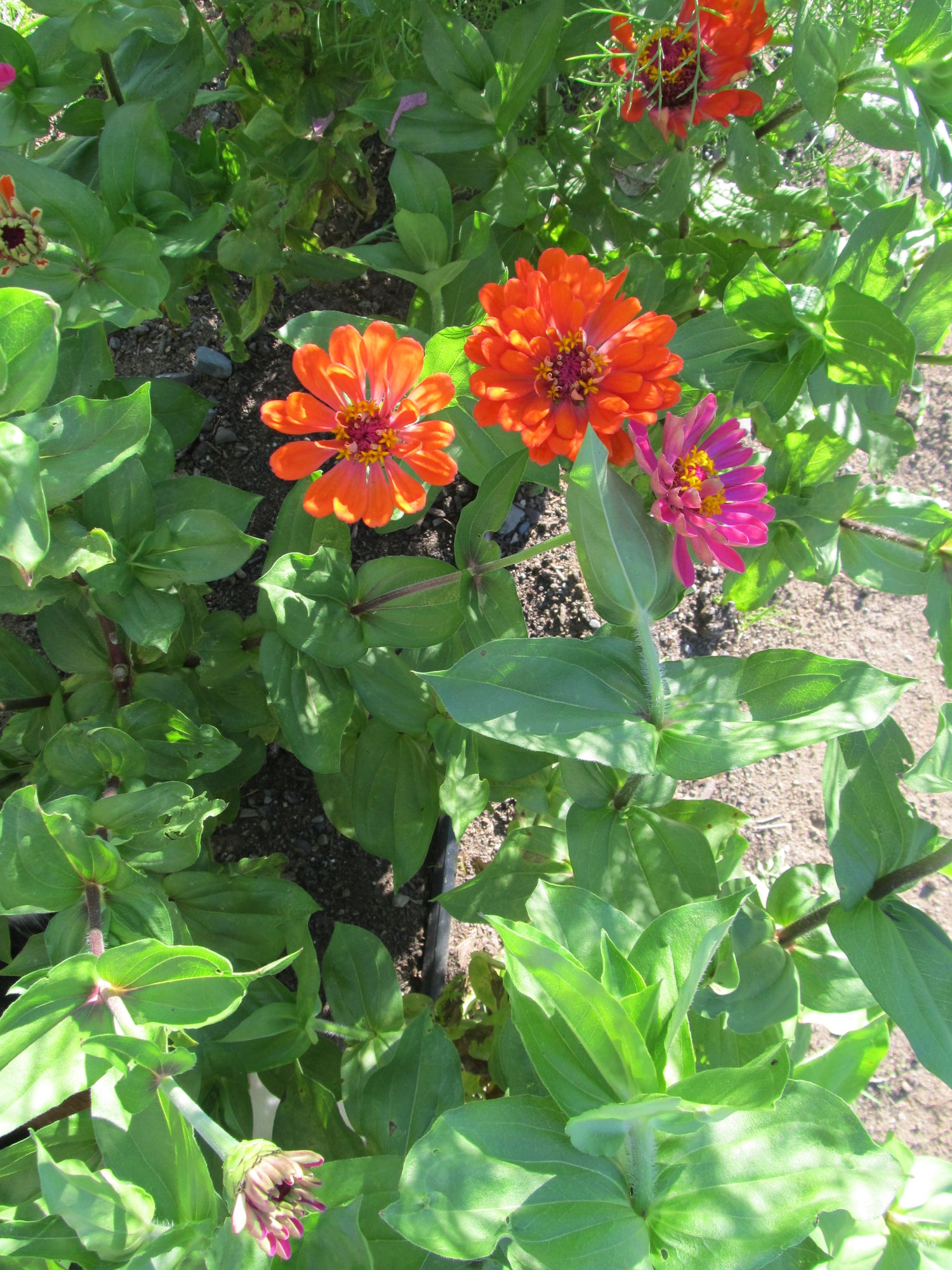 Dahlia Zinnia Seedlings