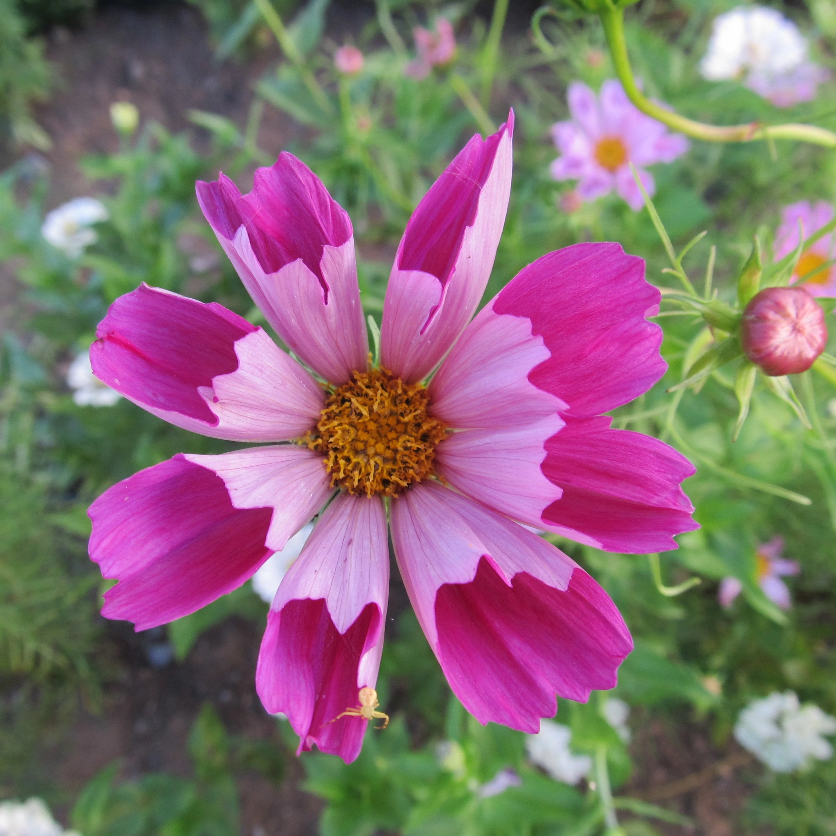 Sea Shells Cosmos Seedlings