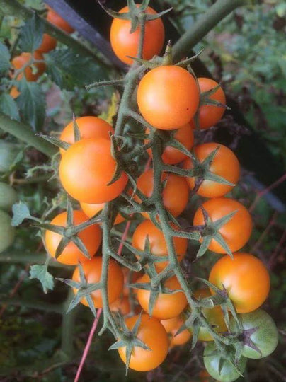 Honey Drop Cherry Tomato Seedlings