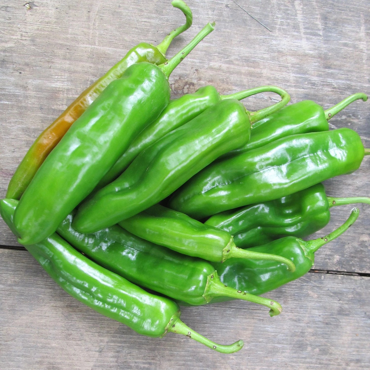 Anaheim Hot Pepper Seedlings