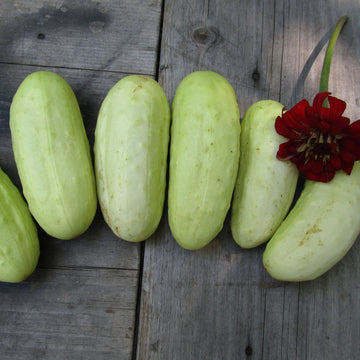 Cucumber Seedlings