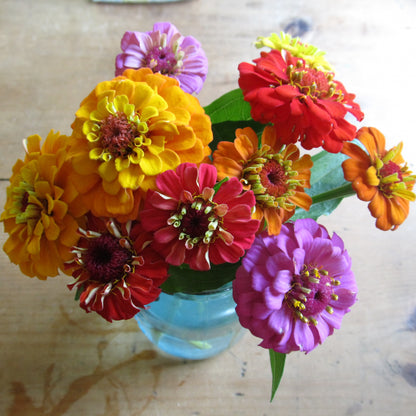 Pumila Mix Zinnia Seedlings