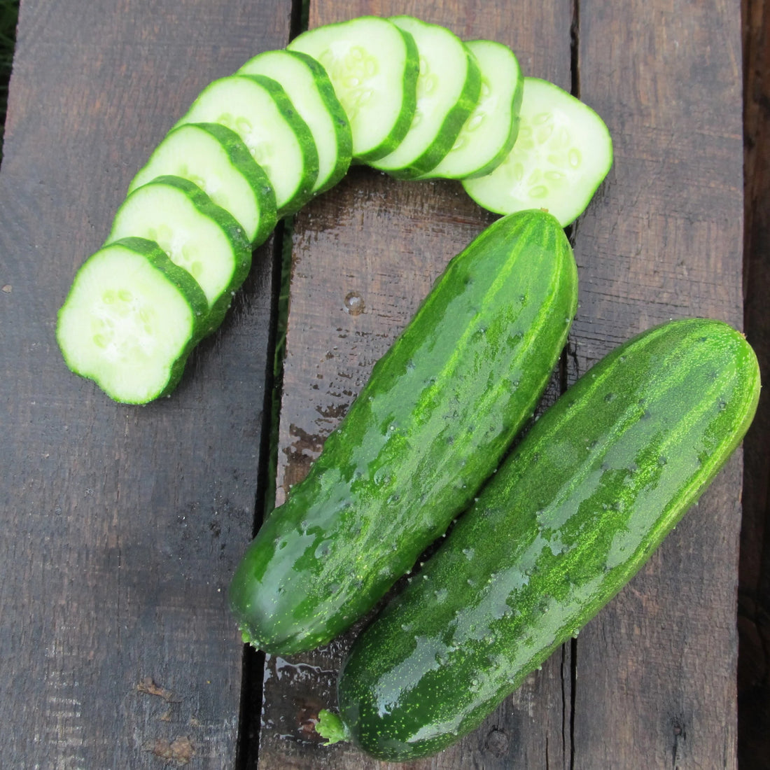 Ukrainian Slicing Cucumber Seedlings