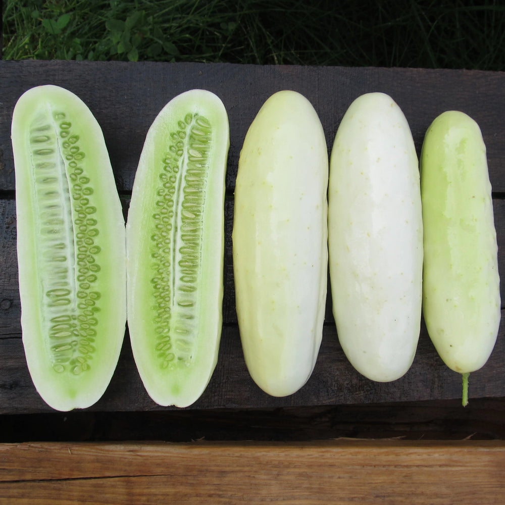 Silver Slicer Cucumber Seedlings