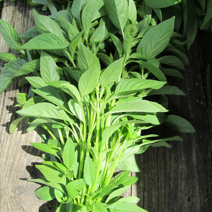 Lemon Basil Seedlings