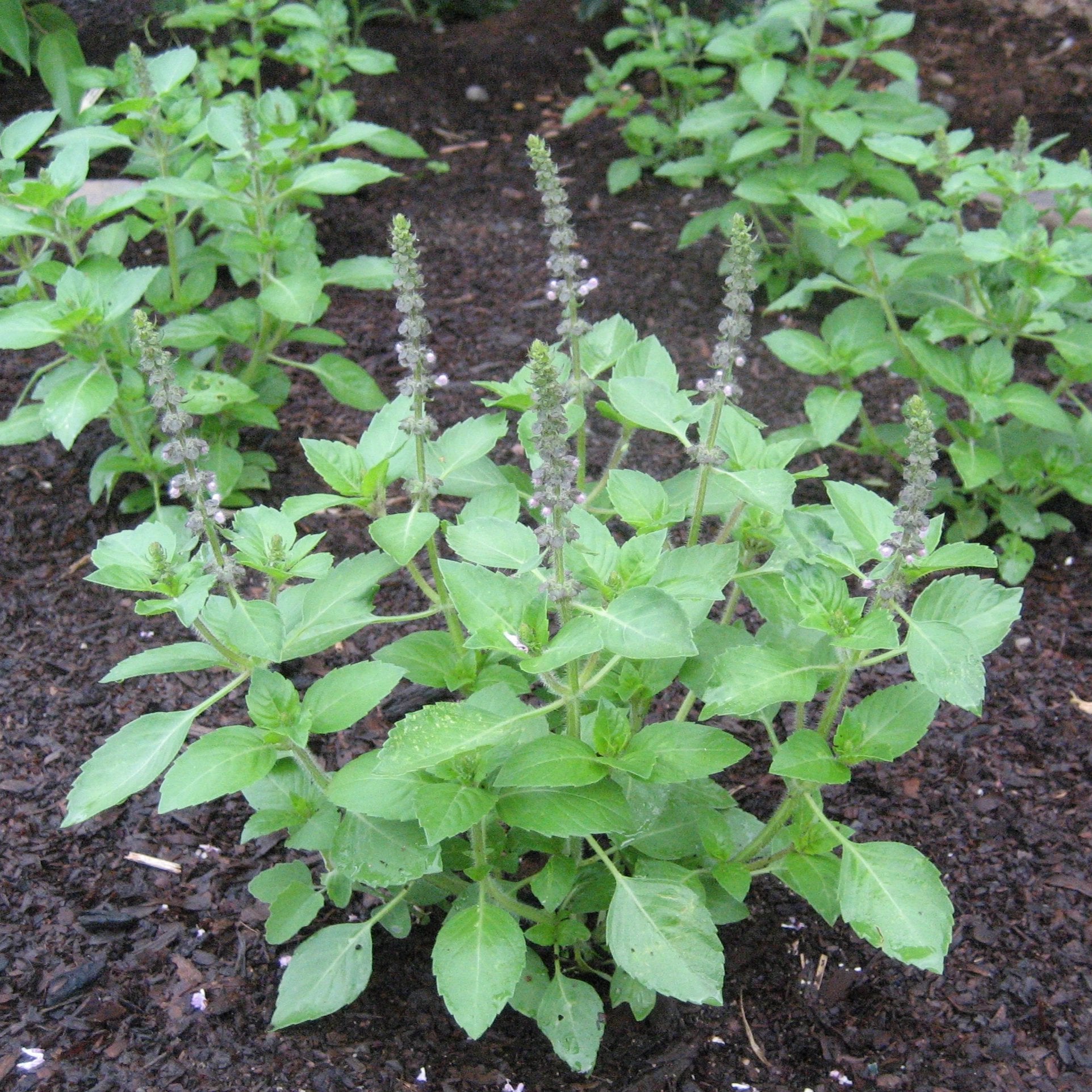 Sacred Basil in the garden.