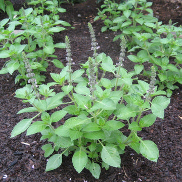 Tea Garden Seedlings