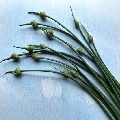 Elephant Garlic Scapes