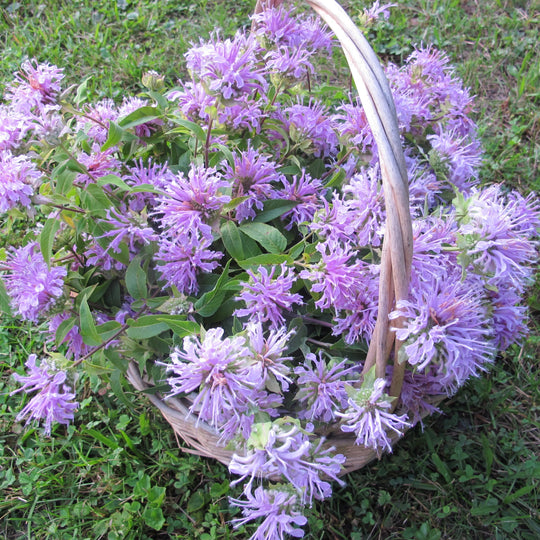 Wild Bergamot Seedlings