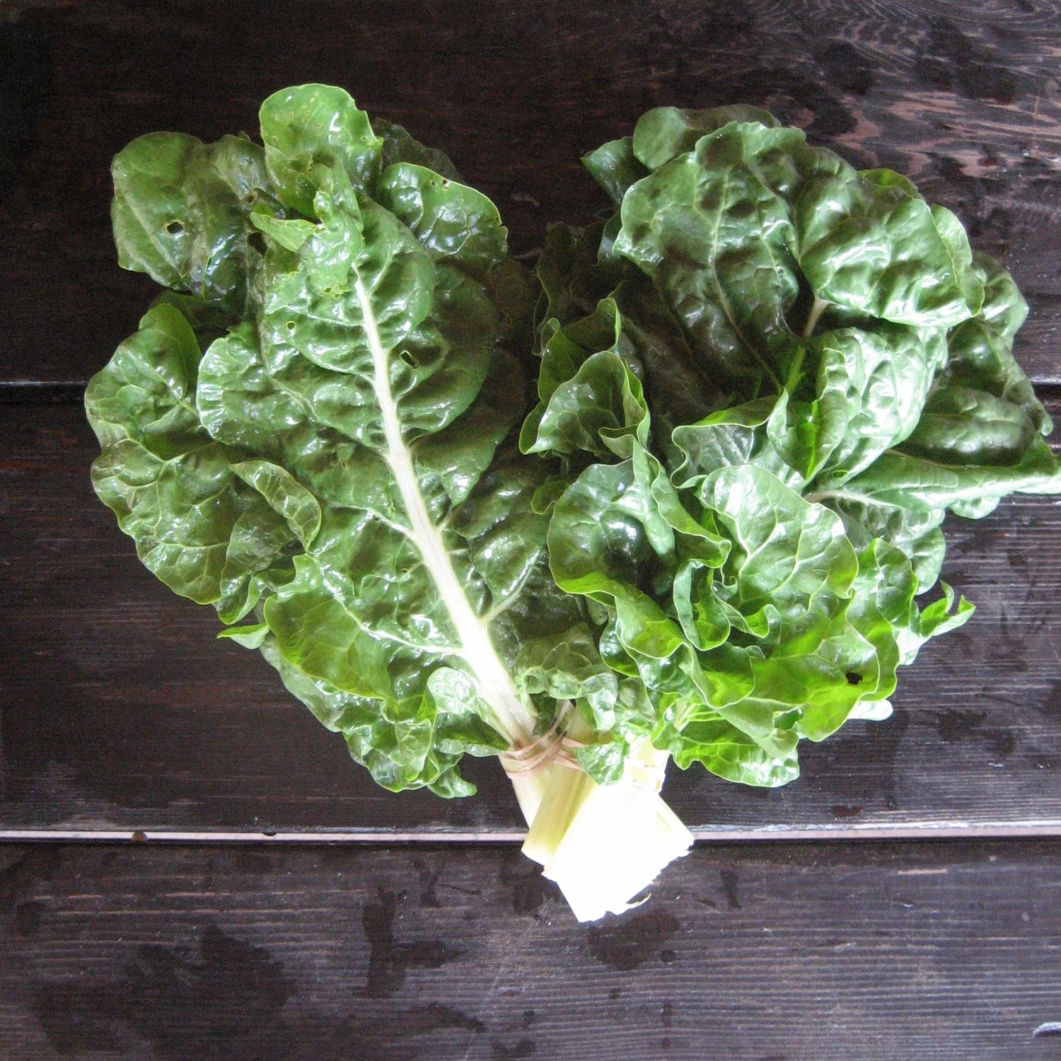 Silverado Chard Seedlings