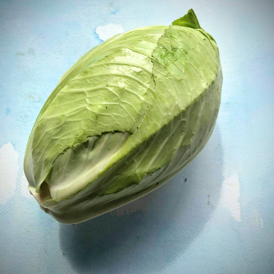 Early Jersey Wakefield Cabbage Seedlings