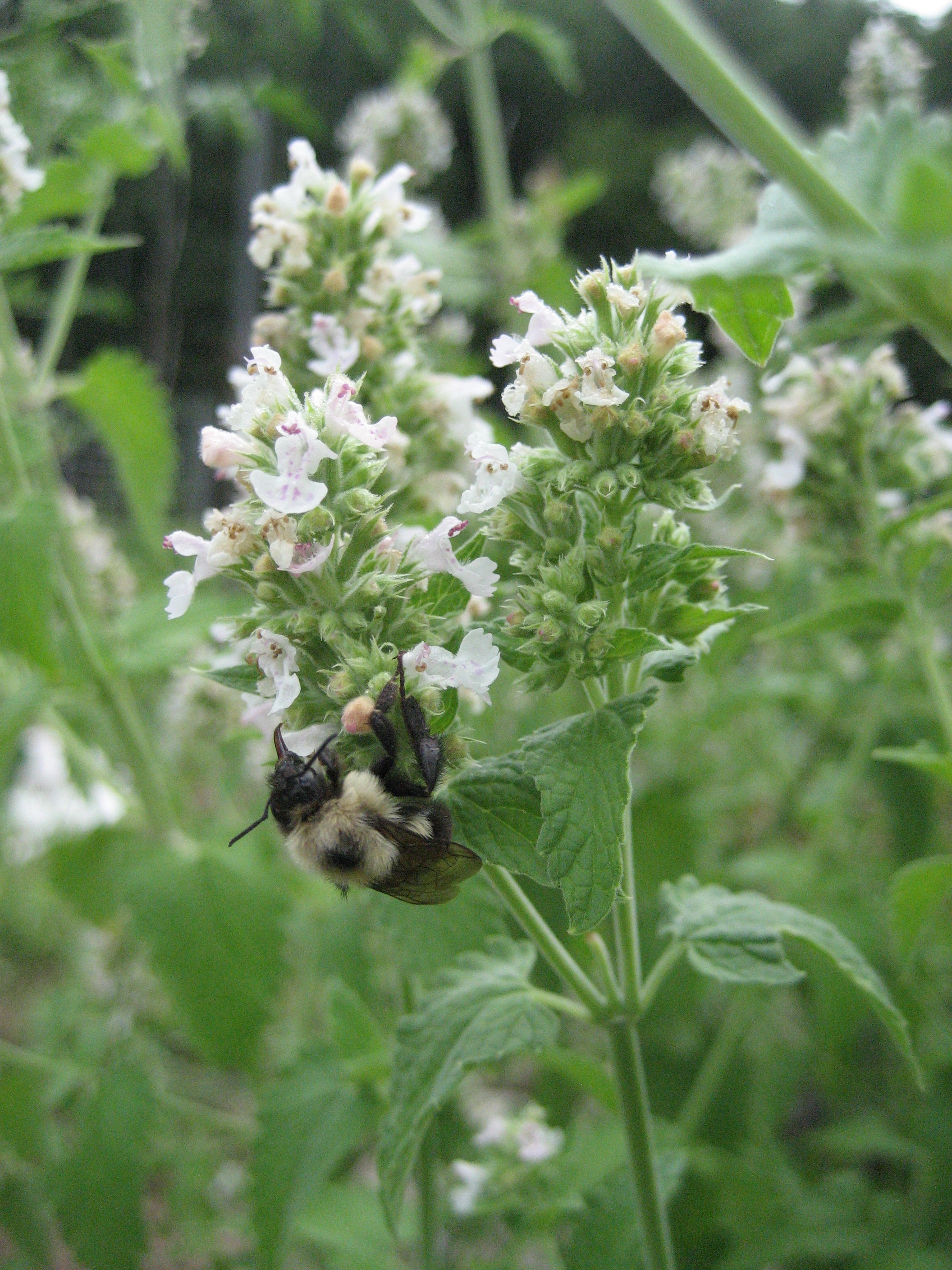 a pollinating friend!