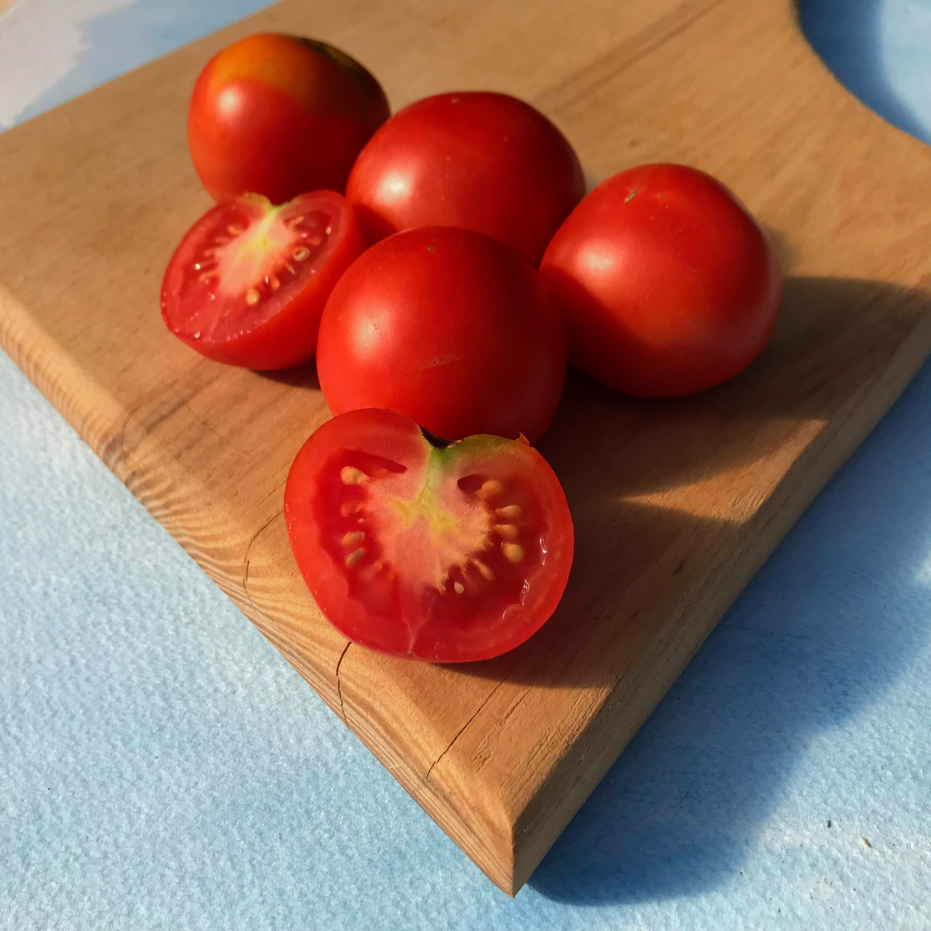 Glacier Tomato Seedlings