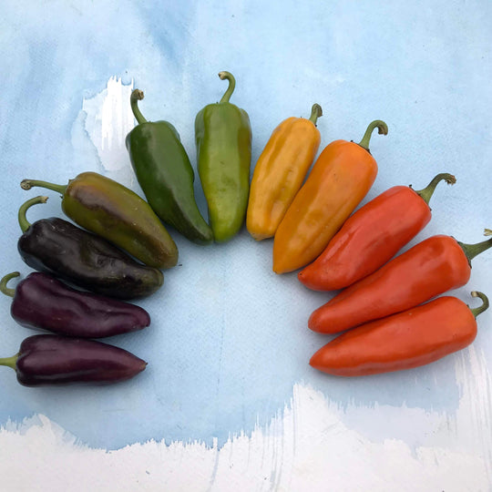 Pippin's Golden Honey Pepper Seedlings