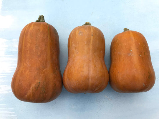 Honeynut Squash Seedlings