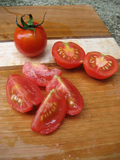 Fox Cherry Tomato Seedlings