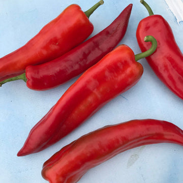 Pepper Seedlings