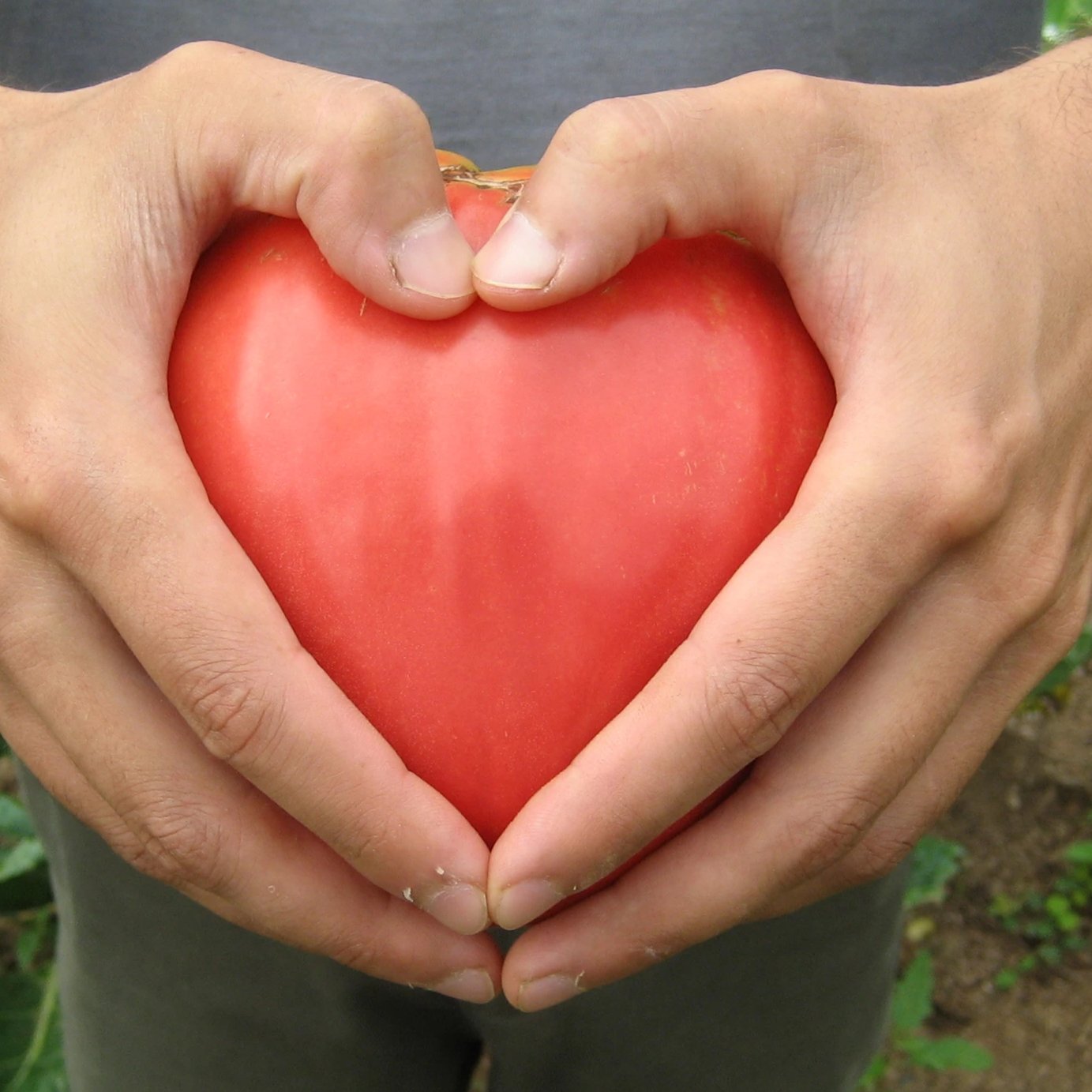 Ox heart heart.