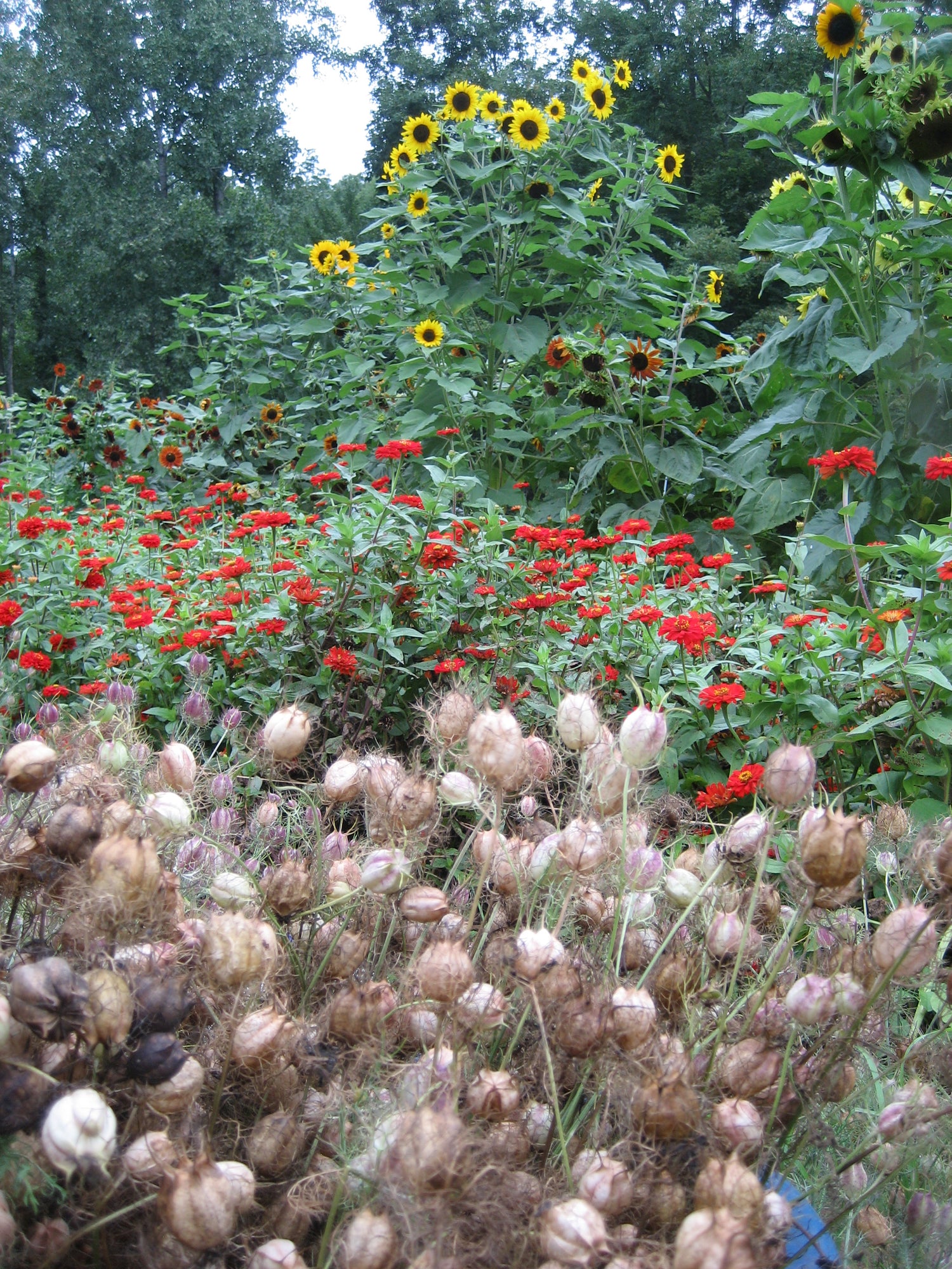 Dry pods.