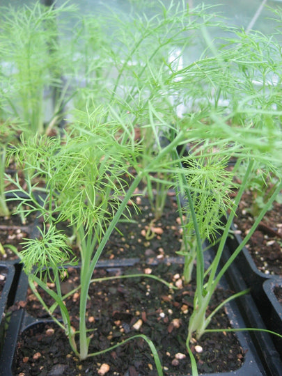 Florence Fennel Seedlings