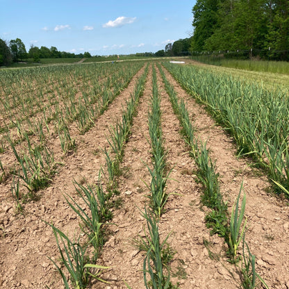 Inchelium Red Softneck Garlic