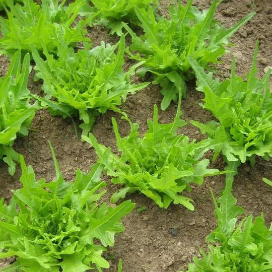 Italienischer Lettuce Seedlings