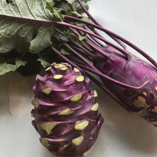 Purple Vienna Kohlrabi Seedlings