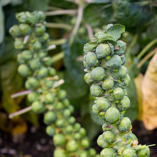 Long Island Improved Brussels Sprouts Seedlings