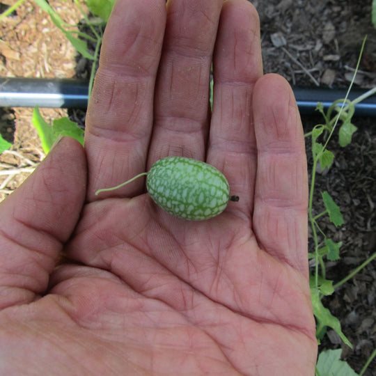 Mexican Sour Gherkin Seedlings