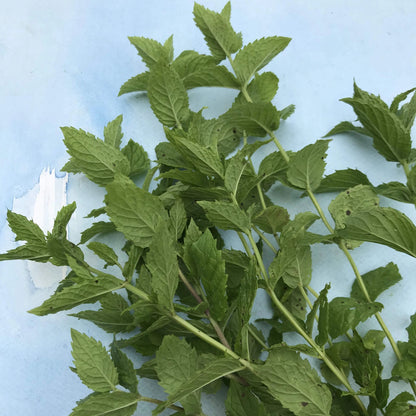 Common Mint Seedlings