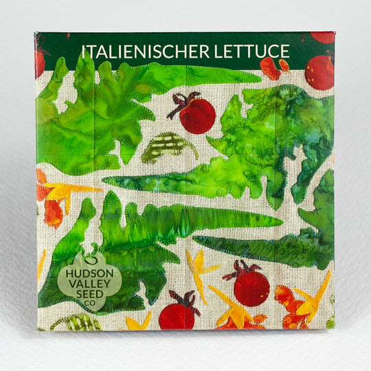 Italienischer Lettuce Seedlings