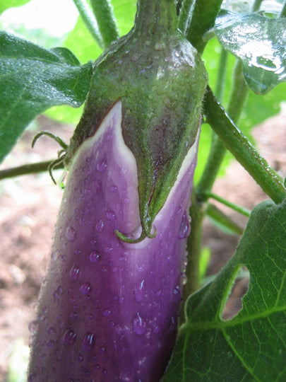 Ping Tung Eggplant Seedlings