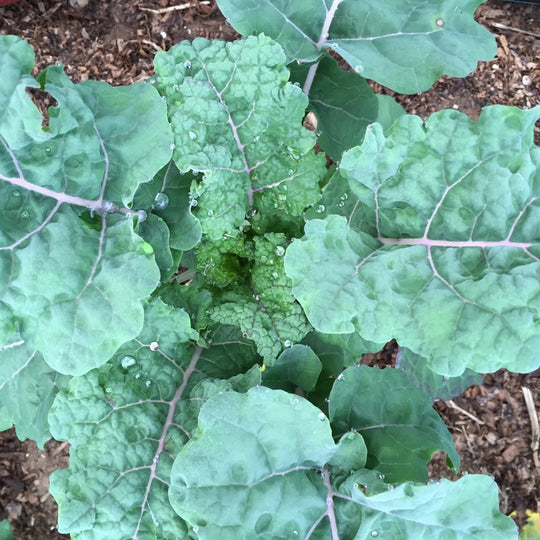 Rainbow Lacinato Kale Seedlings