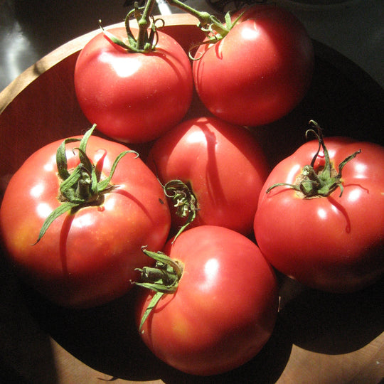 Rose de Berne Tomato Seedlings