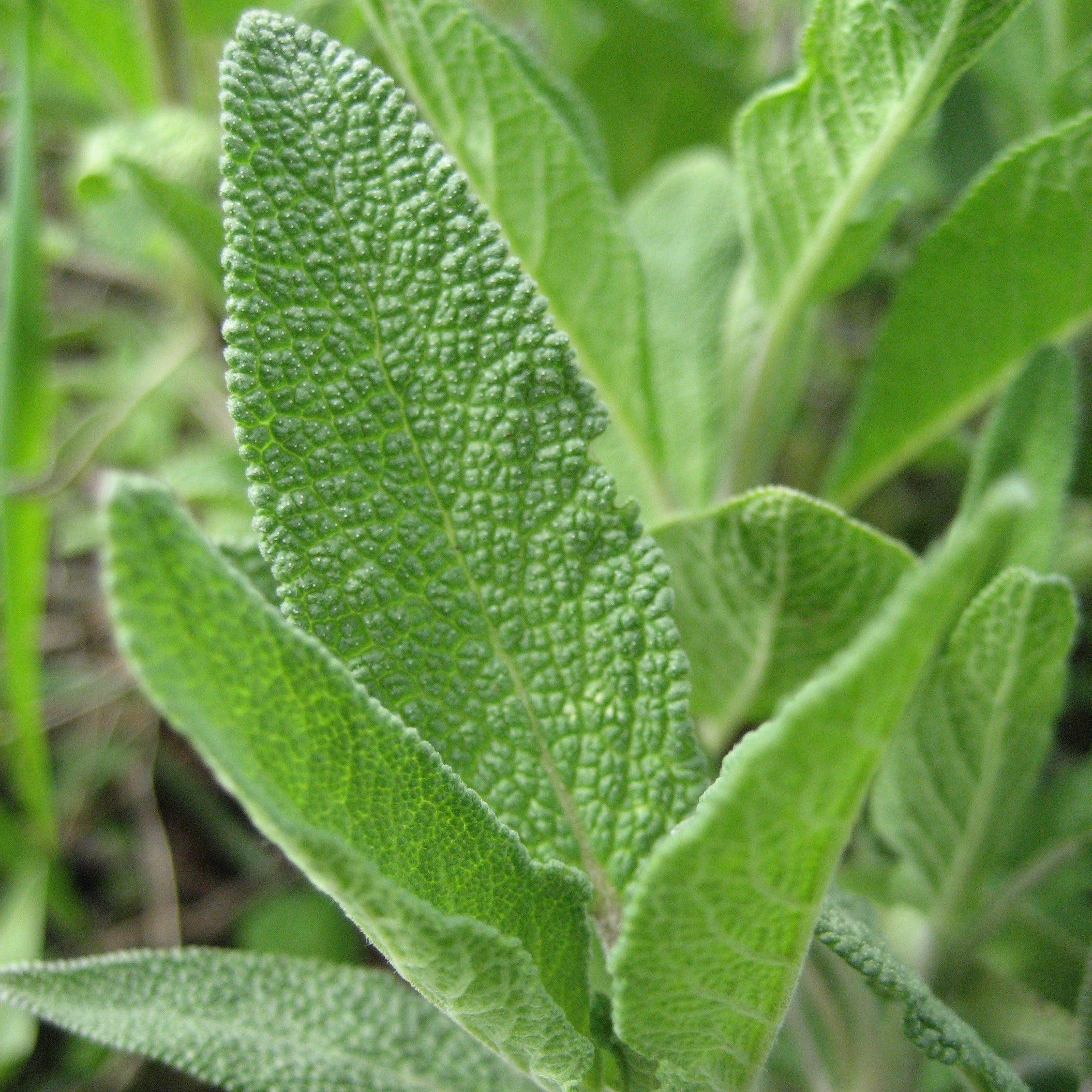 Common Sage Seedlings