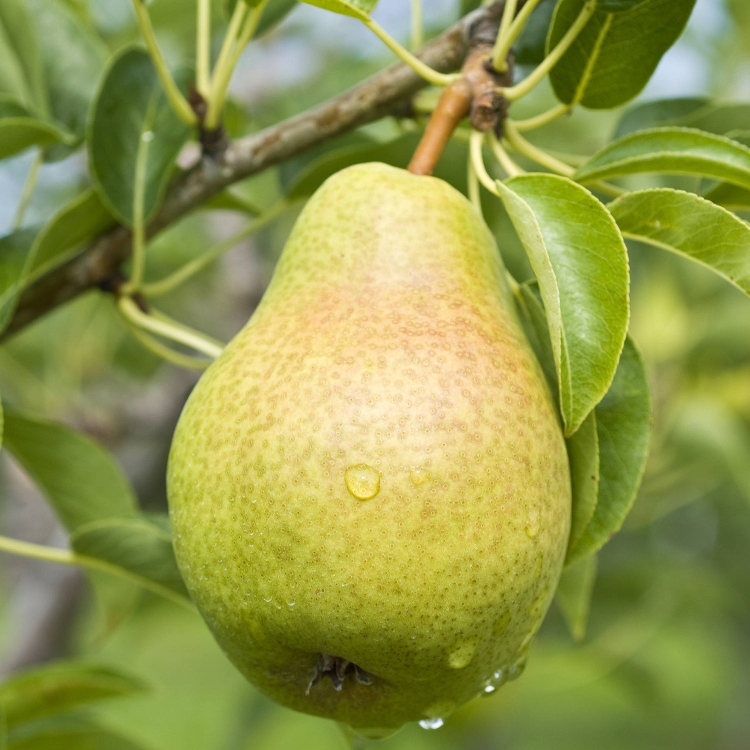 Bartlett Pear Tree