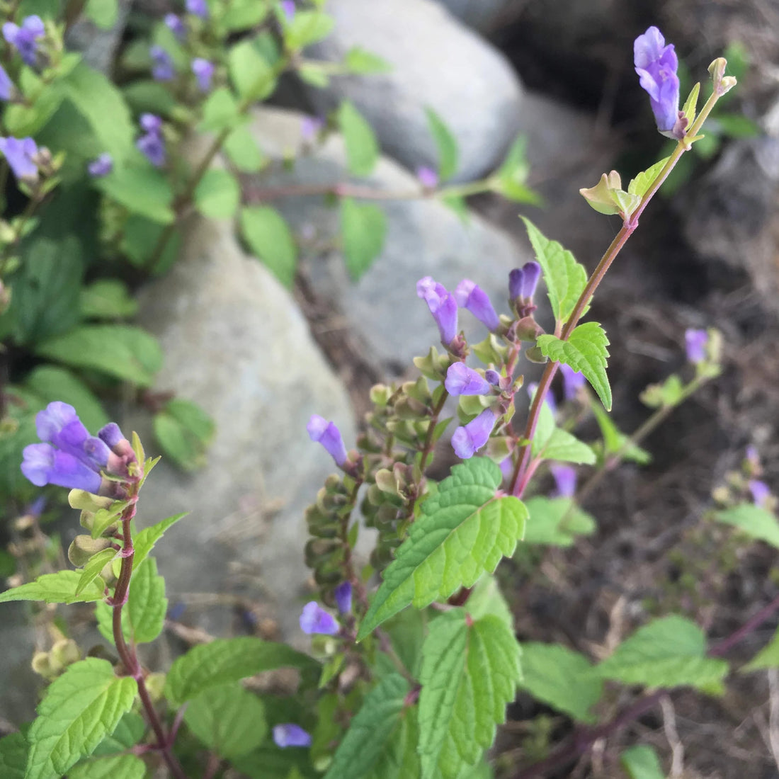 Mad Dog Skullcap Seedlings