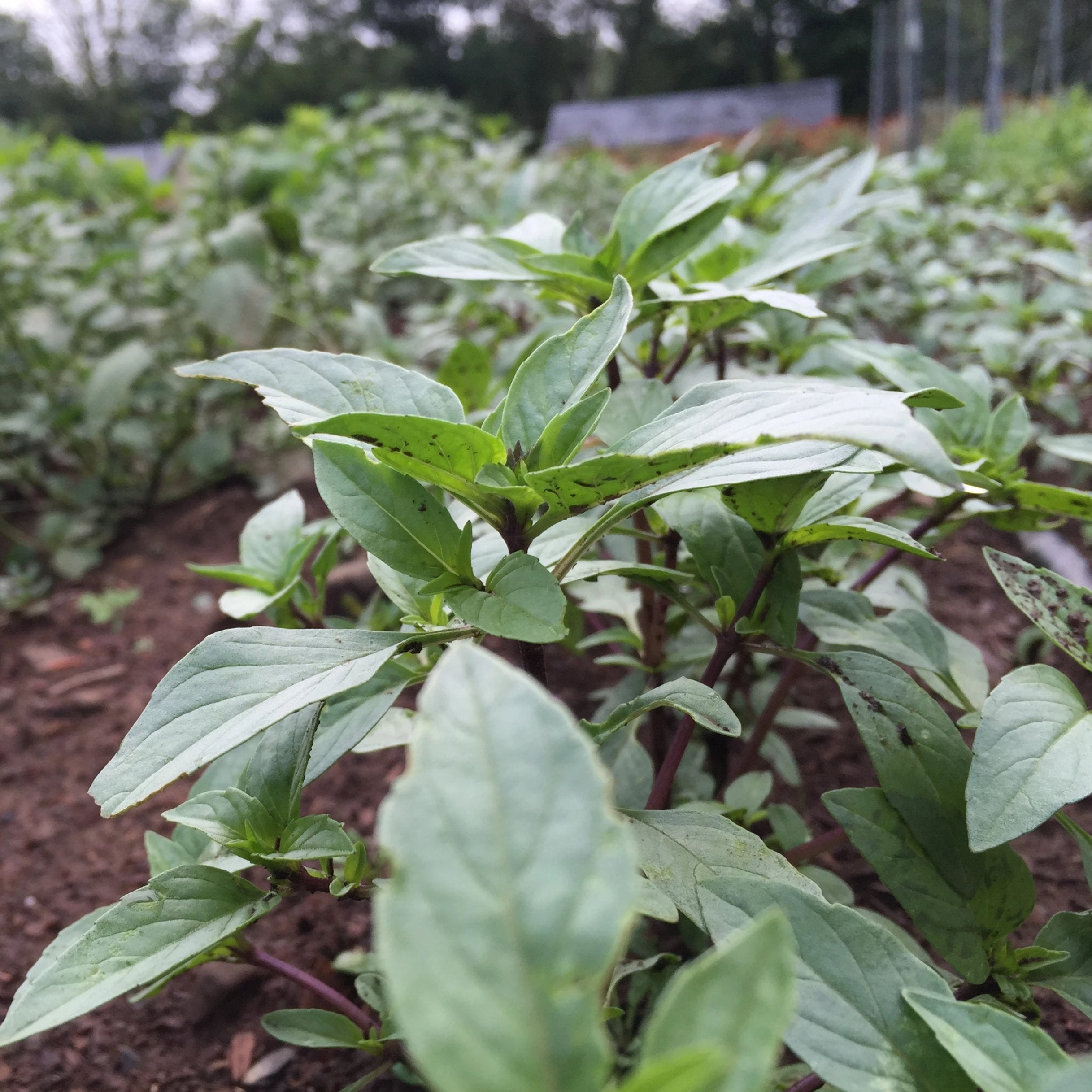 Thai Basil Seedlings