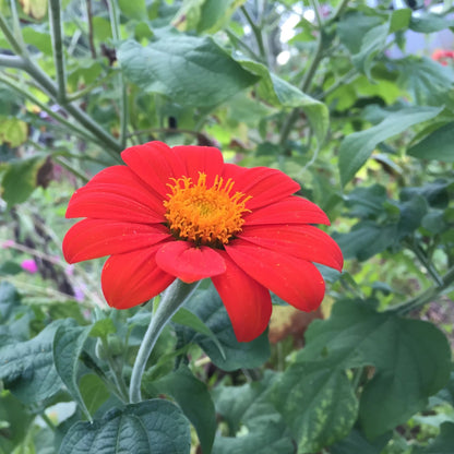 Torch Tithonia Mexican Sunflower Seedlings