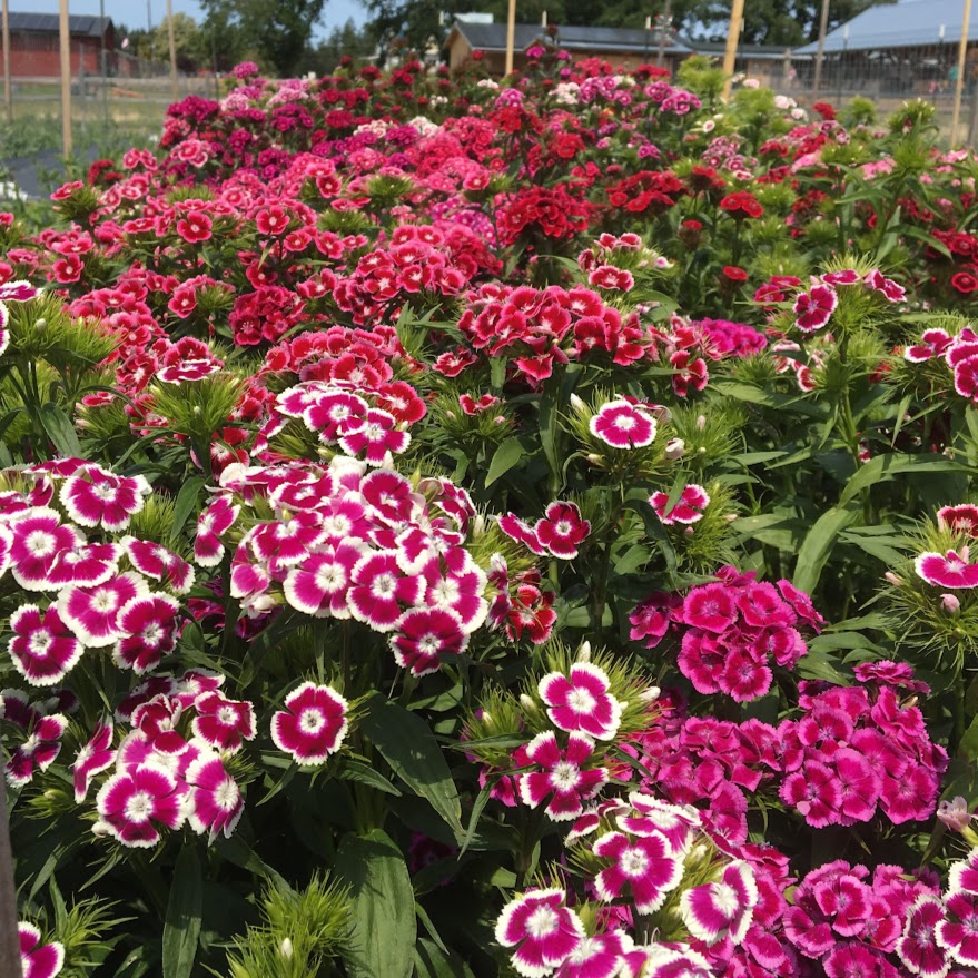 Sweet William Dianthus Seedlings